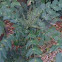 unknown plant