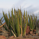 Lechuguilla
