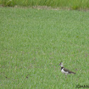 Northern Lapwing