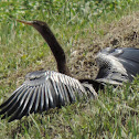 Anhinga