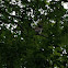 Barred owl