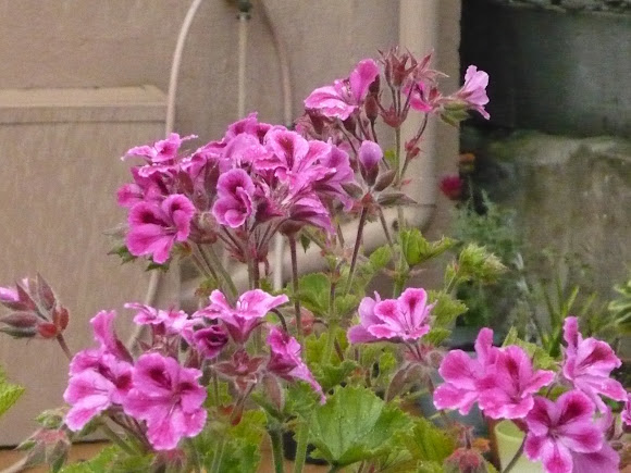 Spotting Image 1