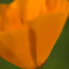Poppy