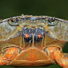 Crab
