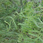 Honey Mesquite Tree