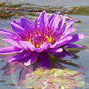 Water Lily