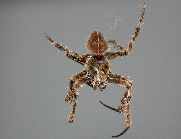 Spotting Image 1
