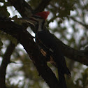 Pileated Woodpecker