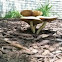 Early Spring Entoloma