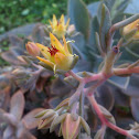 Sedum