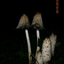 Shaggy inkcap
