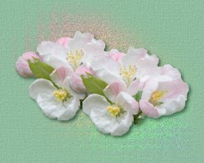 blossomsblossoms.jpg