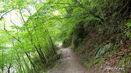 �졼�뤬�ޤ��ĤäƤ���ȥ��å�ƻ