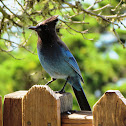 Steller's Jay