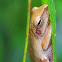 Common Tree Frog