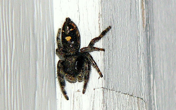 Spotting Image 1