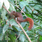 Red-tailed squirrel