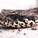 Common Death Adder