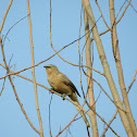 Large Grey Babbler
