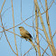 Large Grey Babbler