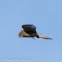 Kestrel; Cernícalo Real