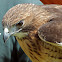 Red-tailed Hawk (female)