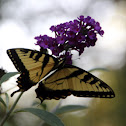 Eastern Tiger Swallowtail