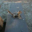 Chipmunk