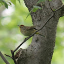 Palm Warbler