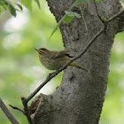 Palm Warbler