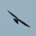 Mississippi Kite