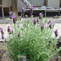 Schopf-Lavendel