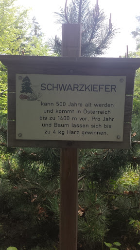 Waldlehrpfad - Schwarzkiefer