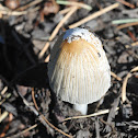inky cap