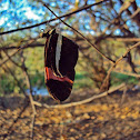 Erato Longwing or Small Postman