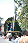 Can you see the peacock? Can you see the peacock?