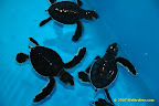 cute..ain't they? cute..ain't they?