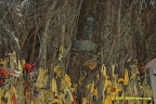 sivalingam in the tree sivalingam in the tree