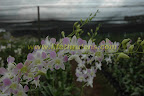 orchid orchid