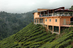 Bharat Tea Shop, similar to Boh's Tea Centre Bharat Tea Shop, similar to Boh's Tea Centre