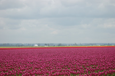 skagit valley tulip festival 2008