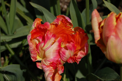 skagit valley tulip festival 2008