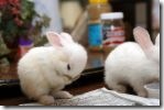 buny mumum