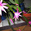 Easter cactus