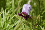 Purple bell-shaped wildflower - near Sun Valley, Idaho