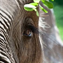 African Bush Elephant