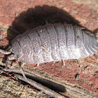 Sowbug or Woodlouse