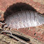 Sowbug or Woodlouse
