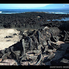 Galápagos marine iguana / Iguana marina de Galápagos