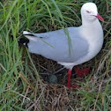 Silver Gull